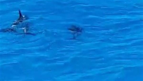  أسراب الدلافين بشواطئ