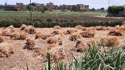 صوامع الشرقية تستقبل 579 ألف طن في موسم حصاد القمح (صور)