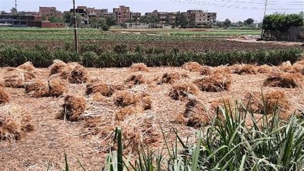 موسم حصاد القمح بالشرقية