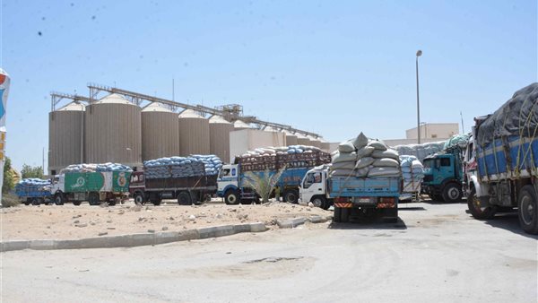 توريد القمح بالمنيا