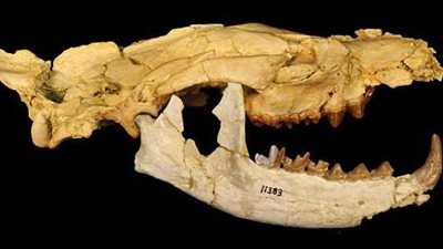 سُمّيت بالإله أنوبيس.. مصدر يكشف نوعًا جديدًا من أكلات اللحوم المنقرضة (خاص)