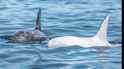في ظاهرة نادرة.. العثور على دولفين أبيض جنوب كاليفورنيا 