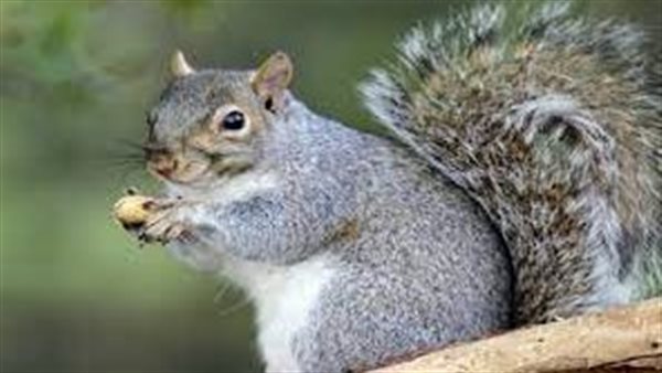 السناجب الرمادية