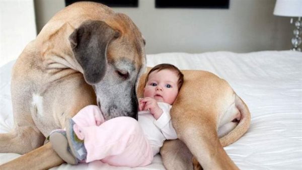 النوم بجوار الكلاب