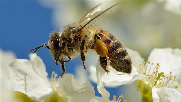 الملقحات الحشرية