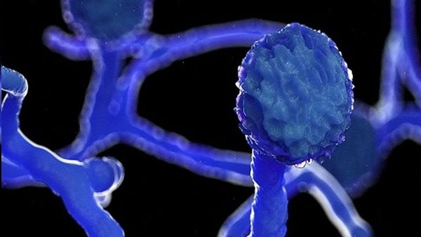 الفطر الأسود 