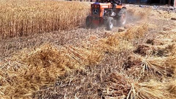 موسم حصاد القمح بالشرقية