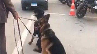 بعد استخدامها من قبل البلطجية في ترويع المواطنين.. حملة أمنية لضبط كلاب مفترسة ببولاق الدكرور 