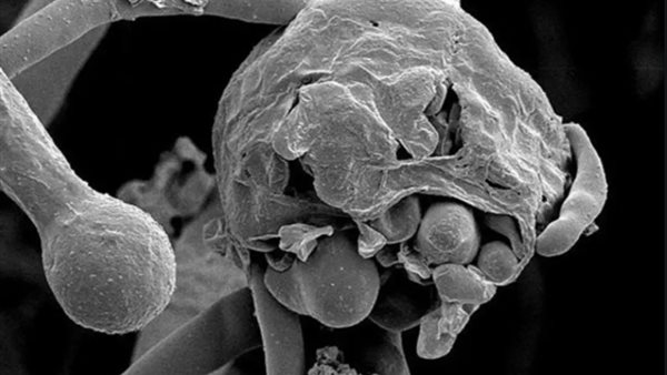 فطر أسود- أرشيفية