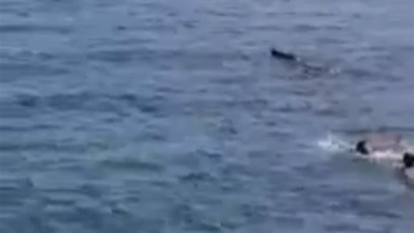 جاموسة تعوم فى بحر