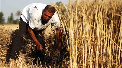 مجلس الوزراء: تخصيص 16 مليار جنيه تمويلات حكومية لشراء القمح من المزارعين