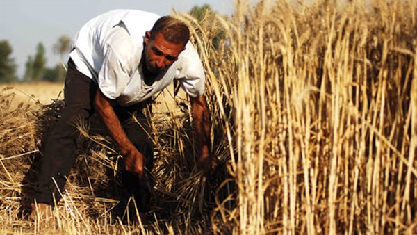 حصاد القمح 