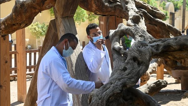 شجرة مريم بالمطرية