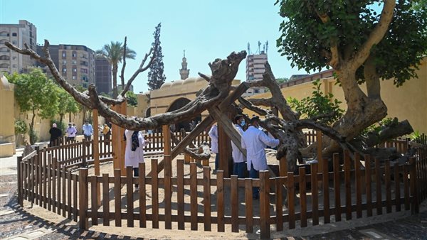 شجرة مريم بالمطرية