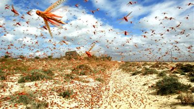 يتجه إلى السعودية.. مكافحة الآفات يكشف مفاجأة جديدة عن الجراد القادم من السودان