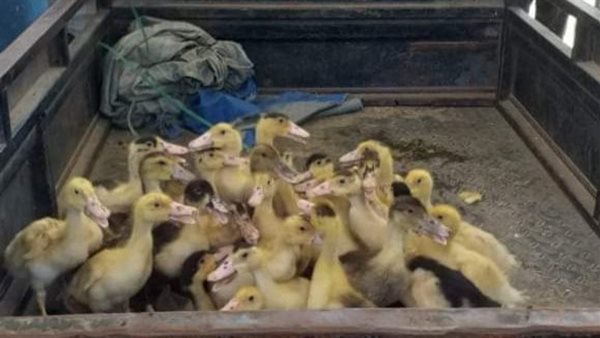 توزيع ألف بطة على