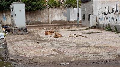 الكلاب الضالة تهدد حياة المارة غربي الإسكندرية.. والحي: 3 حملات أسبوعيًا للقضاء عليها (صور)