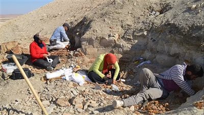 صحيفة بريطانية تُروج للكشف الأخير عن أحافير سمكية عمرها 56 مليون عام في مصر