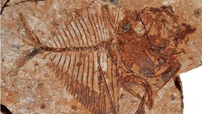 أحافير سمكية عمرها 56 مليون عام.. مصدر جيولوجي يكشف تفاصيل الكشف الأخير (خاص)