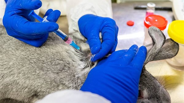 تطعيم الحيوانات في