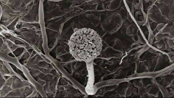 الفطر الأسود