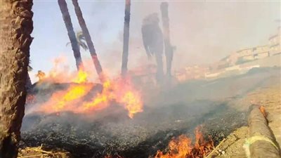 اندلاع حريق بأرض زراعية بقرية بنى شقير بأسيوط(صور وفيديو)