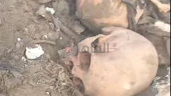 جماجم بشرية 