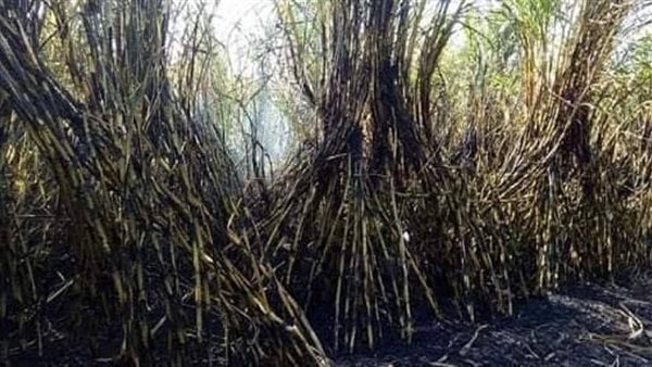 حريق قصب- أرشيفية