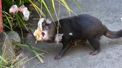 غزو الفئران يهدد الإنتاج الزراعي في أستراليا ومخاوف من وصولها للعاصمة