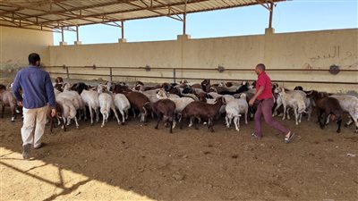 محافظ بور سعيد: استقبال 500 رأس ماشية بمحطة التسمين خلال الأسبوع الحالي كمرحلة أولى (صور) 