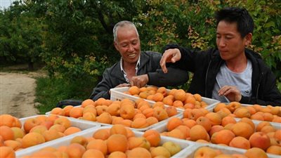 عملية شحن المشمش في بلدة مياوتشيان شمالي الصين