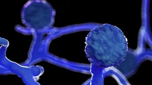 فطر اسود ارشيفية