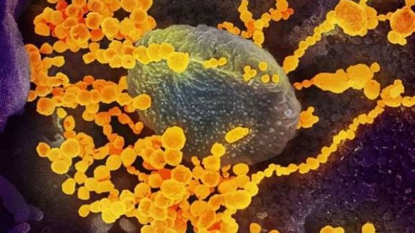 الفطر الاصفر 