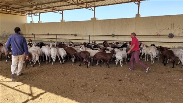 محطة تسمين الماشية