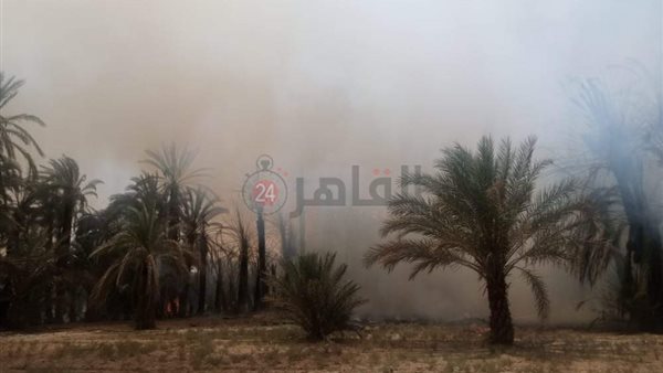  حريق بالنخيل