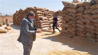 توريد 308 آلاف طن قمح إلى صوامع وشون المنيا