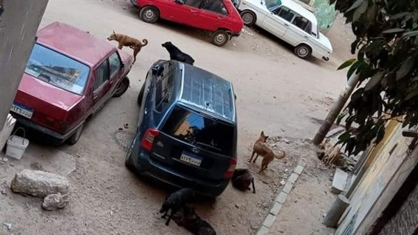 انتشار الكلاب الضالة