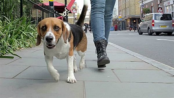 تحرش كلب بأخرى