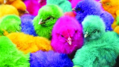 تعرف على سعر الكتاكيت البيضاء اليوم 21 سبتمبر 2021 