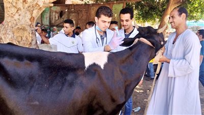 علاج 768 ماشية خلال قافلة بيطرية بقريتي بهتا والمساعيد في سوهاج