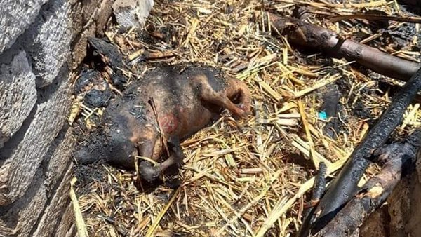 نفوق ماشية - أرشيفية