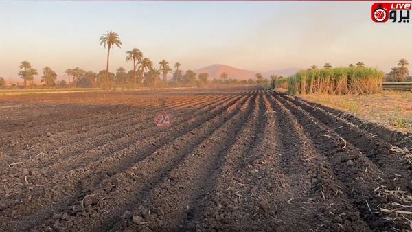 حصاد قصب السكر 