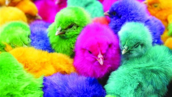 سعر الكتاكيت اليوم