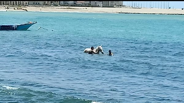 حصان يسبح داخل شاطئ
