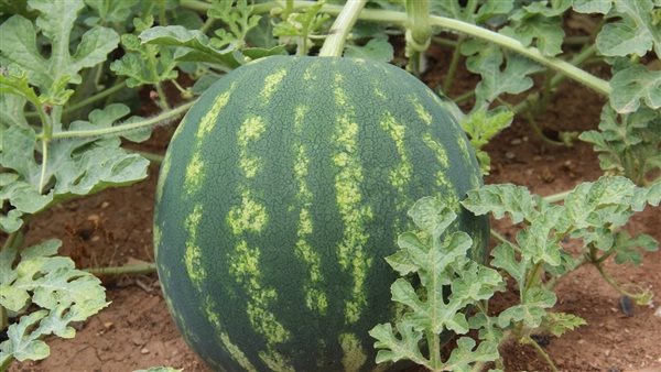 محاصيل الصيف 