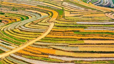 تعرف على الحقول المُدرّجة في مدينة ريتشاو بمقاطعة شاندونج الصينية