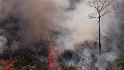 غابات الأمازون تتآكل بشكل غير مسبوق.. وتحذير من خطر قادم