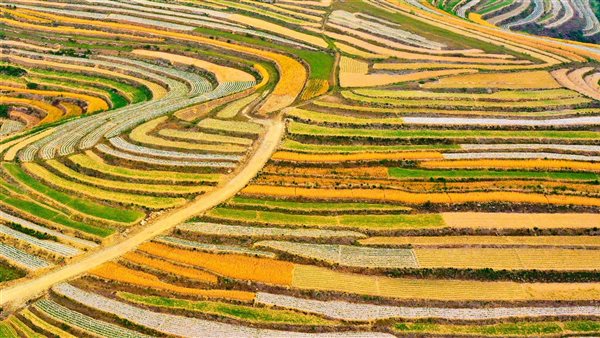  الحقول المُدرّجة