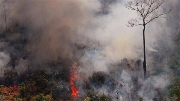 غابات الأمازون تتآكل