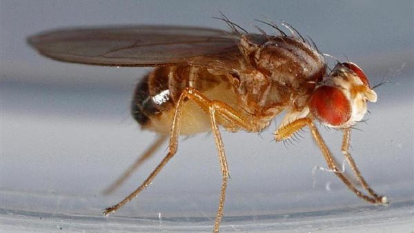 ذباب الفاكهة